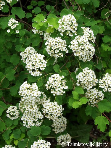 Spiraea trilobata